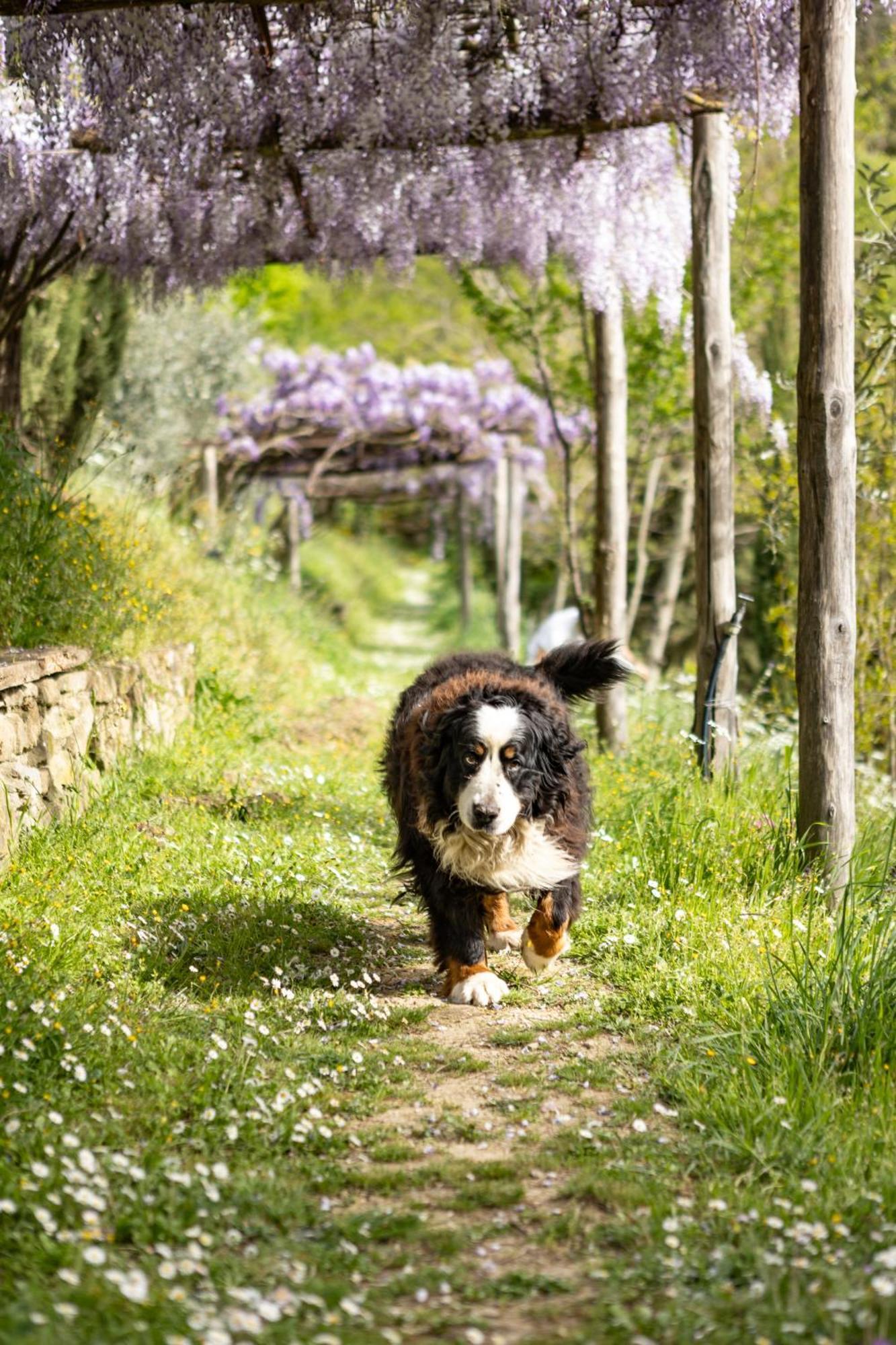Villa Medici Donnini アレッツォ エクステリア 写真